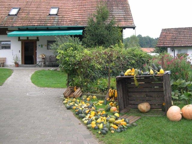 citrouilles